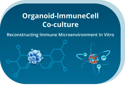 Organoid & Immune Cell Co-culture Services